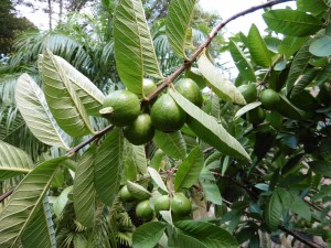 Psidium Guajava, of course!        